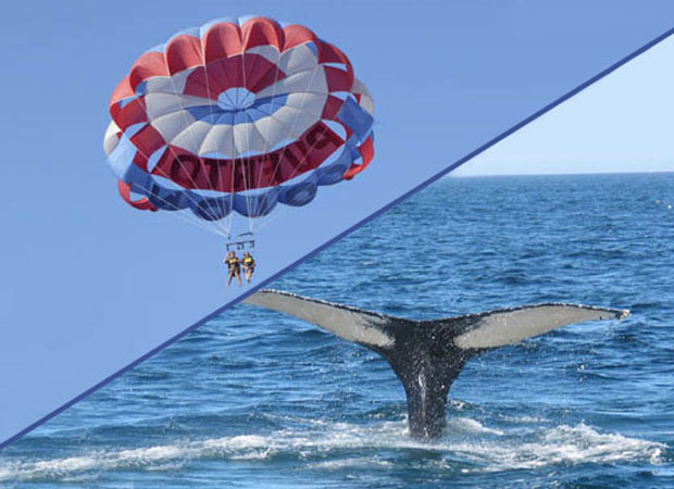 Para+Whales